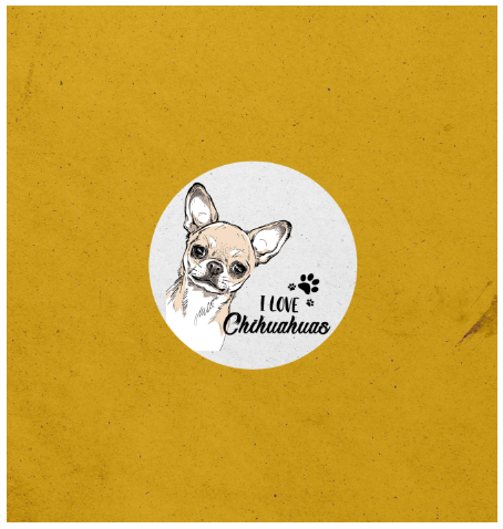 chihuahua portfolio 